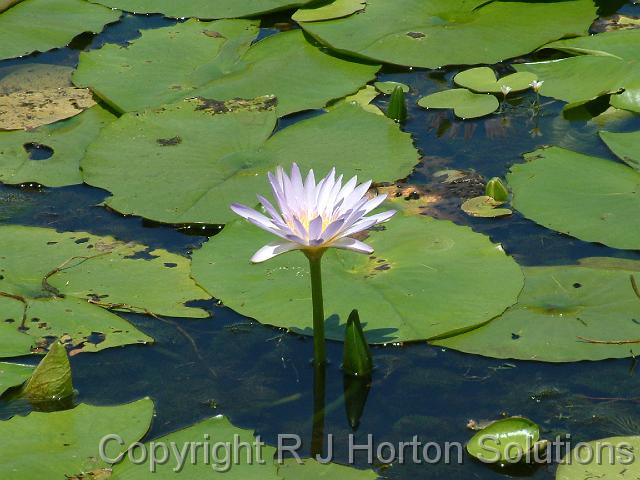 Waterlily tropical